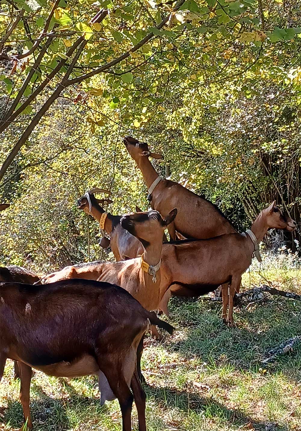goat -nature - food